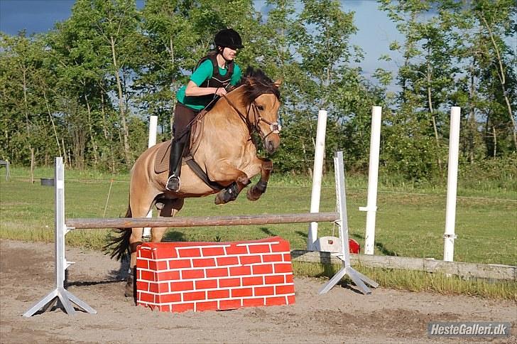 Anden særlig race Trolle - Spring træning over mur. billede 6