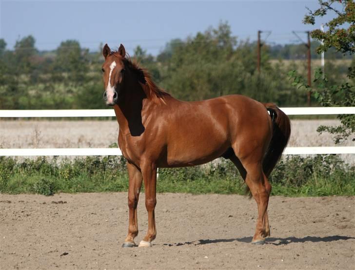 DSP Kristianborgs Basso billede 7