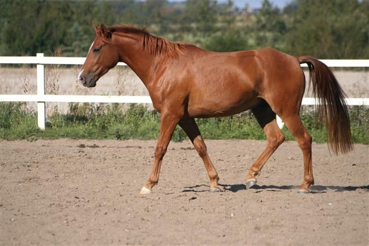 DSP Kristianborgs Basso billede 8