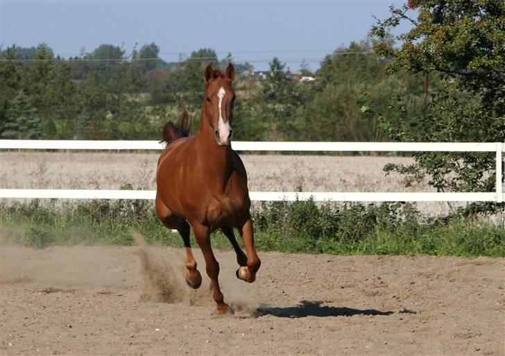 DSP Kristianborgs Basso billede 9