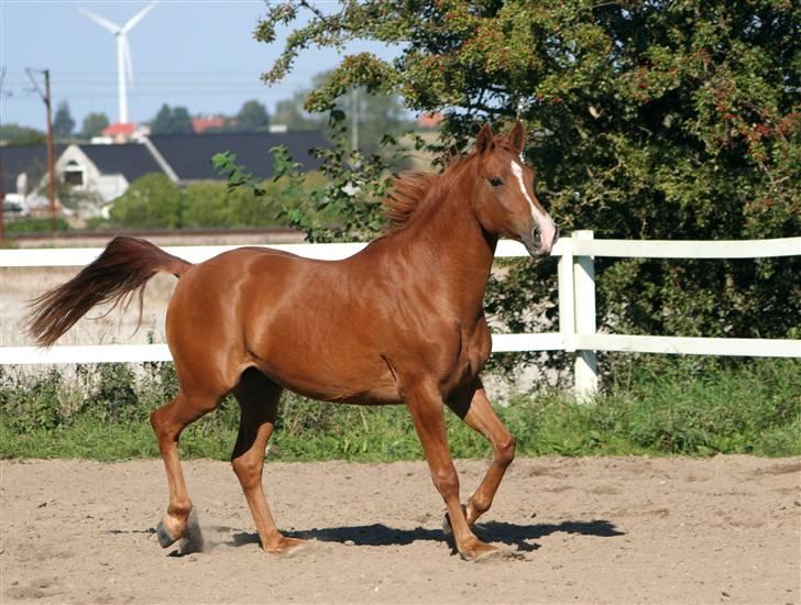 DSP Kristianborgs Basso billede 10