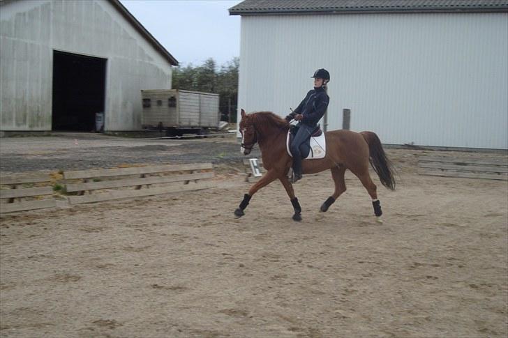 DSP Fantast A.M. billede 19