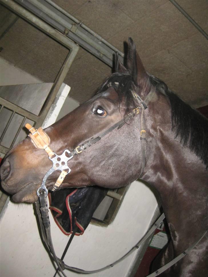 Holstener Pret A Porter (Pomfrit) - smukke pomfrit med haggemore :) billede 8