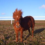 Shetlænder Balou