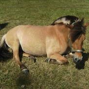 Anden særlig race Flora