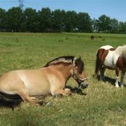 Anden særlig race Flora