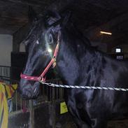 Oldenborg hjortelund kolibri