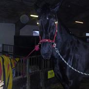 Oldenborg hjortelund kolibri