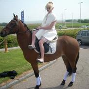 Hollandsk Sportspony Misty (solgt)