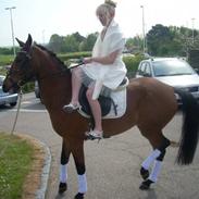 Hollandsk Sportspony Misty (solgt)