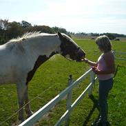 Anden særlig race Stella