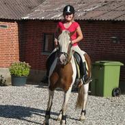 Anden særlig race Stella