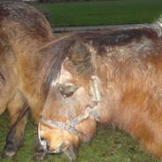 Shetlænder Uffe Spillemand
