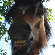 Anden særlig race Rocky