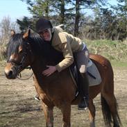 Anden særlig race Rocky