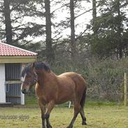 Anden særlig race Rocky