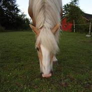 Haflinger Wi - Quartz   SOLGT