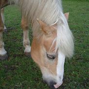 Haflinger Wi - Quartz   SOLGT