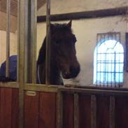 Welsh Pony (sec B) Bakkegaardens prins<3