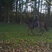 Welsh Pony (sec B) Bakkegaardens prins<3