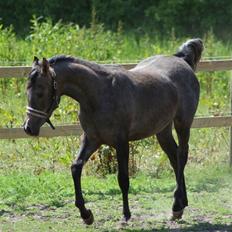 Arabisk fuldblod (OX) Ja'dore 