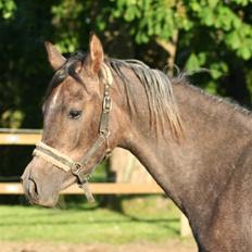 Arabisk fuldblod (OX) Ja'dore 