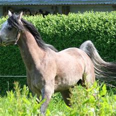 Arabisk fuldblod (OX) Ja'kheel  