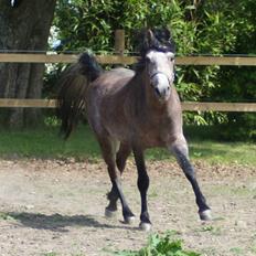 Arabisk fuldblod (OX) Ja'kheel  