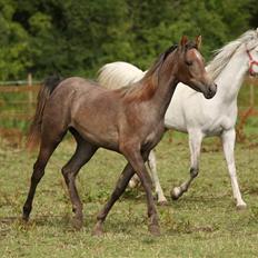Arabisk fuldblod (OX) Kaheela el Dahab