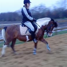 Anden særlig race bella donna casandra 