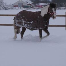 Anden særlig race bella donna casandra 