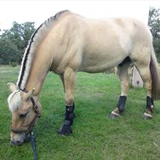 Fjordhest Emir Stanstorp *Solgt*