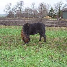 Shetlænder Speedy *Solgt og savnet*