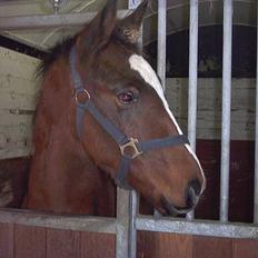 Anden særlig race Mikado