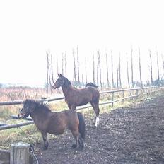 Anden særlig race Mikado