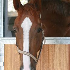 Fuldblod (XX) Sir Polo XX