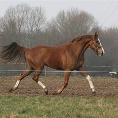 Fuldblod (XX) Sir Polo XX