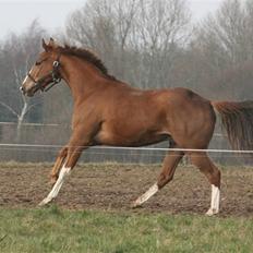 Fuldblod (XX) Sir Polo XX