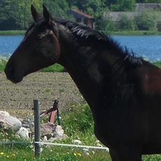 Dansk Varmblod Challenger