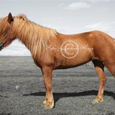 Islænder Bergdis Frá Króki