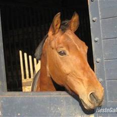 Anden særlig race Cherrie