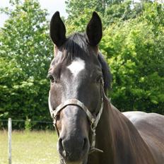 Dansk Varmblod Picoeur