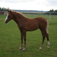 DSP Rawa´s Martini (Tini)