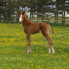 DSP Rawa´s Martini (Tini)