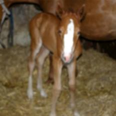 DSP Rawa´s Martini (Tini)