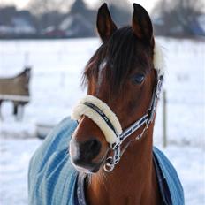 Hollandsk Sportspony lady solgt