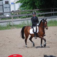 Hollandsk Sportspony lady solgt