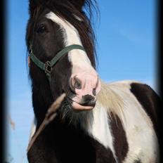 Irish Cob RH Mathilde (ICS M VB2)