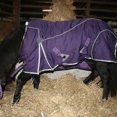 Anden særlig race Quite Beauty* solgt*