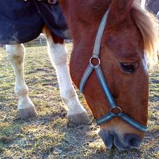 Pinto Freja < 33 Solgt :(